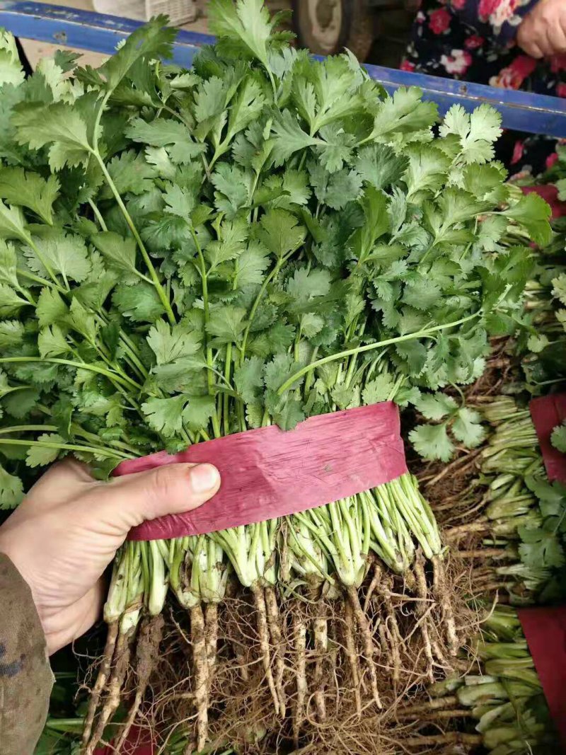 【香菜】大叶香菜，15-35公分，量大质优产地直发