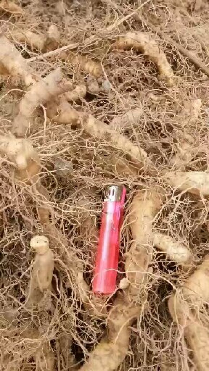 玉竹短统片，没有碎未，五到十公分长不等！