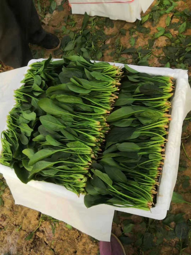 菠菜【精品】，万亩菠菜基地，代发全国！