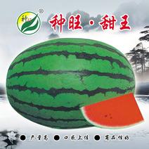 种旺甜王西瓜种子早熟大果耐高温大红瓤高产甜脆水果种子