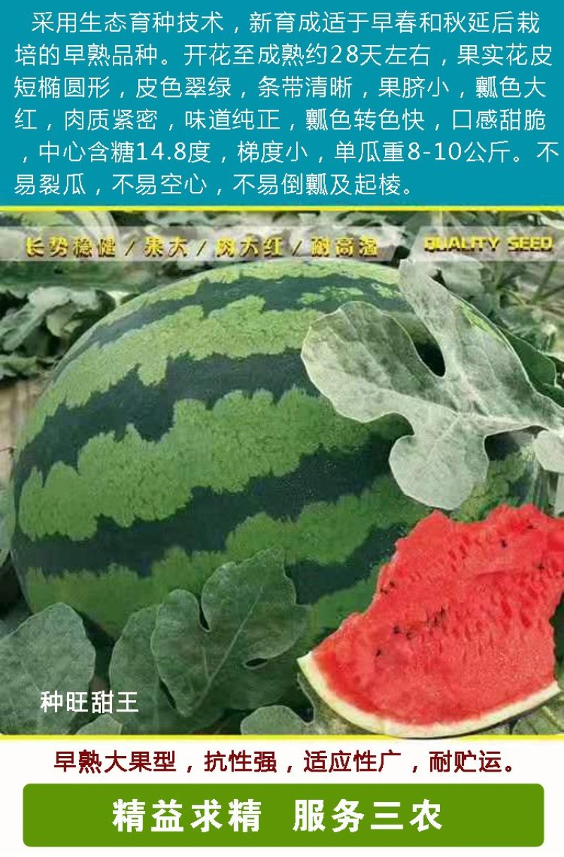 种旺甜王西瓜种子早熟大果耐高温大红瓤高产甜脆水果种子