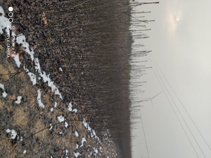 【牛商热卖】梨树苗秋月梨树苗基地直供欢参观考察