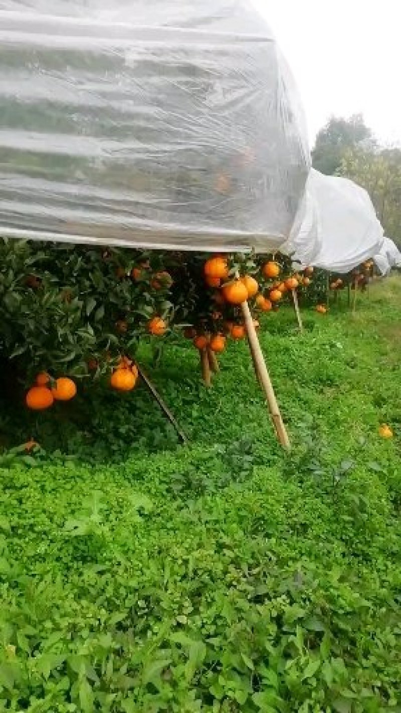 眉山自家果园不知火丑柑统货