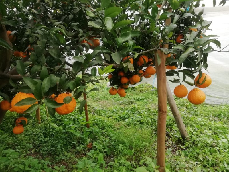 眉山自家果园不知火丑柑统货
