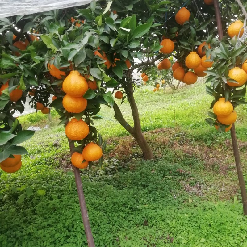 眉山自家果园不知火丑柑统货
