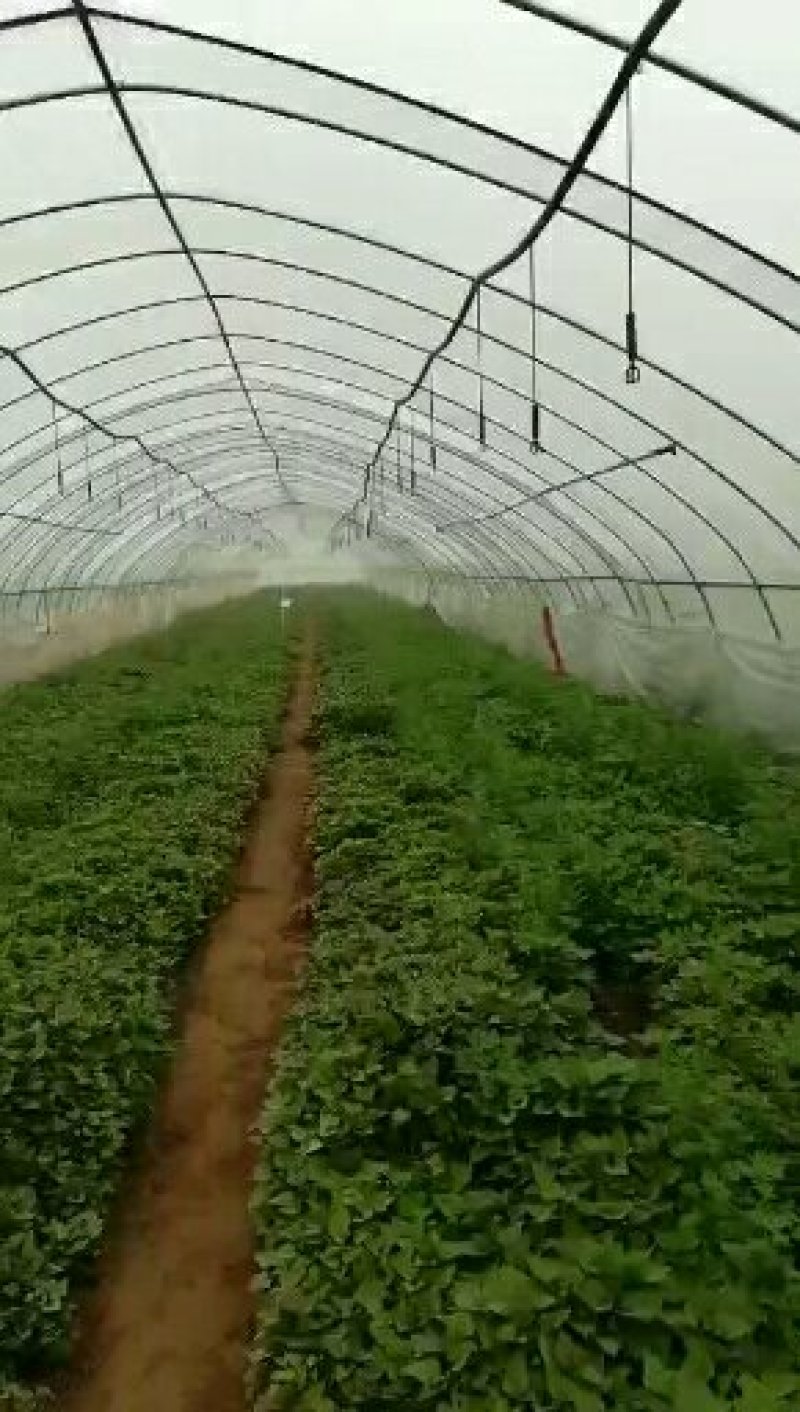 【哈密冰糖心】脱毒原原种级别红薯苗苗粗苗壮