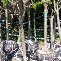 樱花树苗1-10公分樱花树