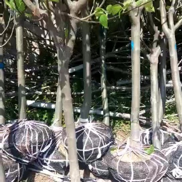 樱花树苗1-10公分樱花树