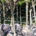 樱花树苗1-10公分樱花树