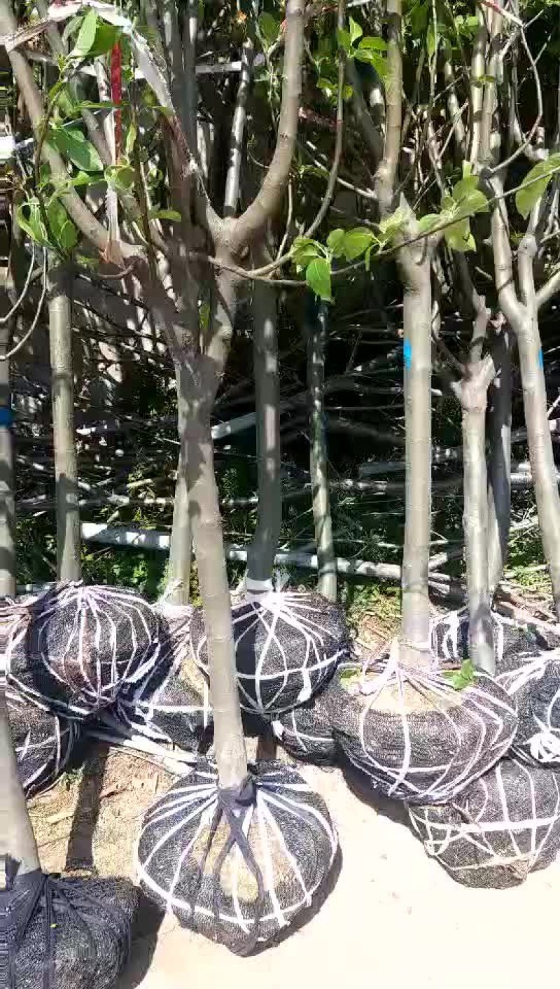 樱花树苗1-10公分樱花树