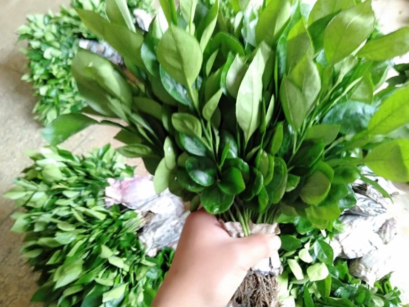 柚子树苗柚子小苗，广西桂林产地直销包邮