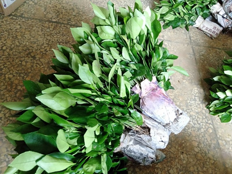 柚子树苗柚子小苗，广西桂林产地直销包邮