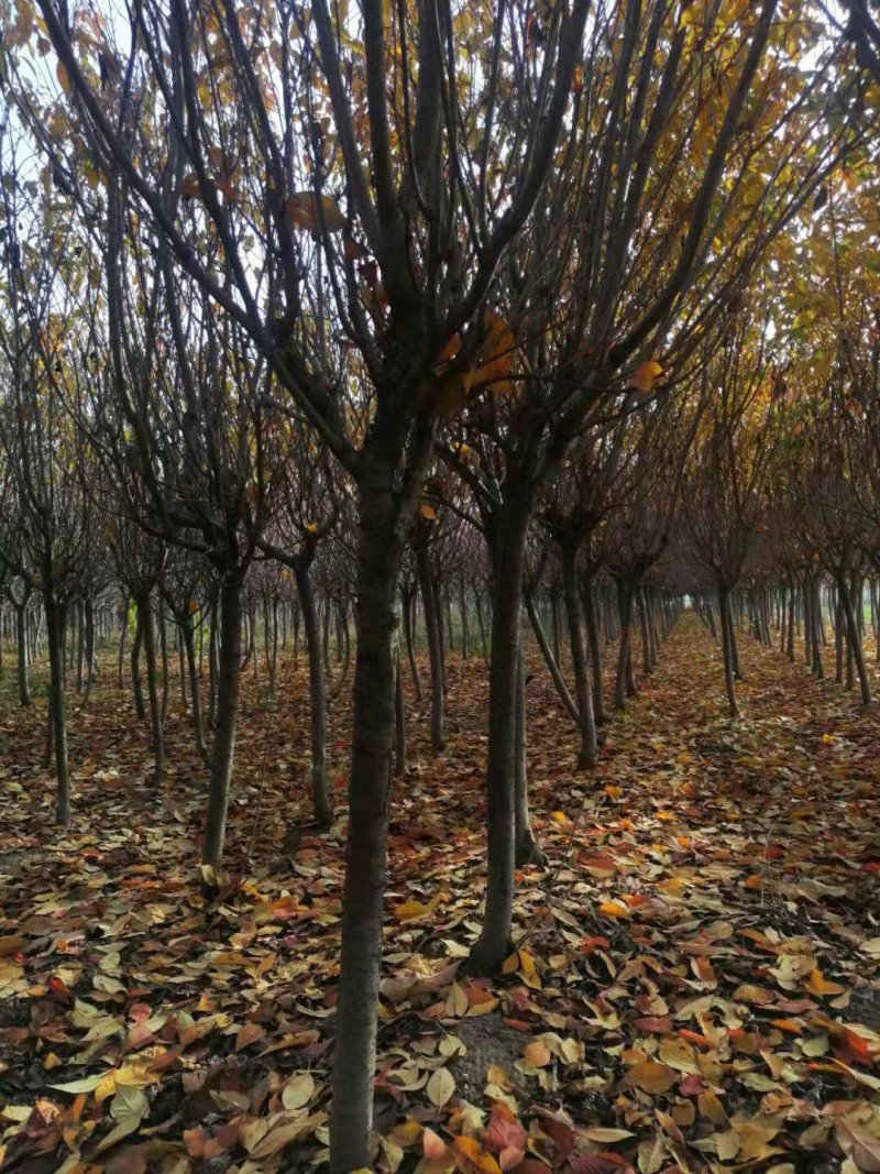 樱花树
