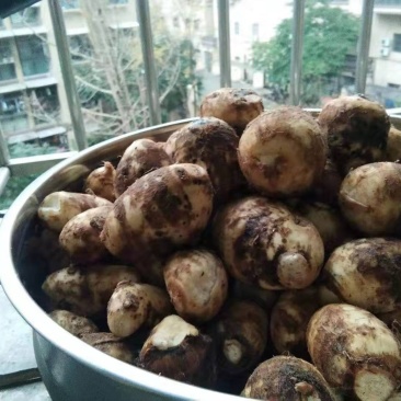毛芋头