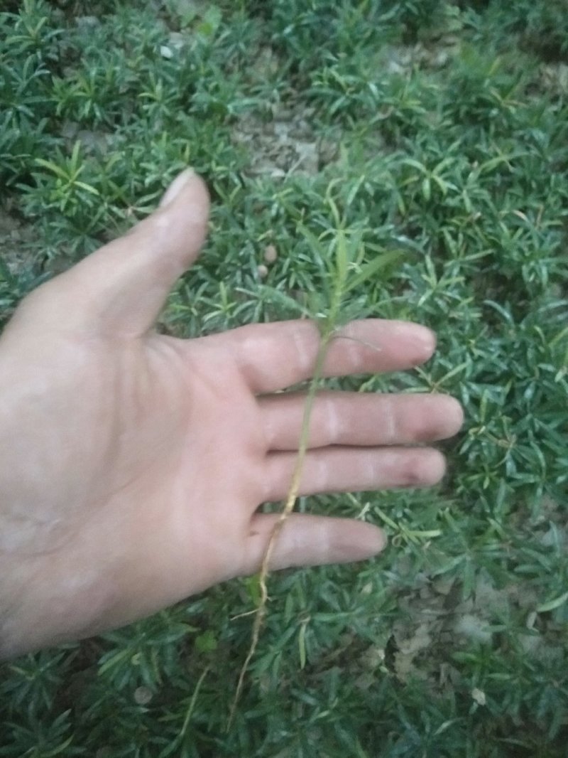 罗汉松树苗罗汉松小苗罗汉松芽苗包邮包邮包邮