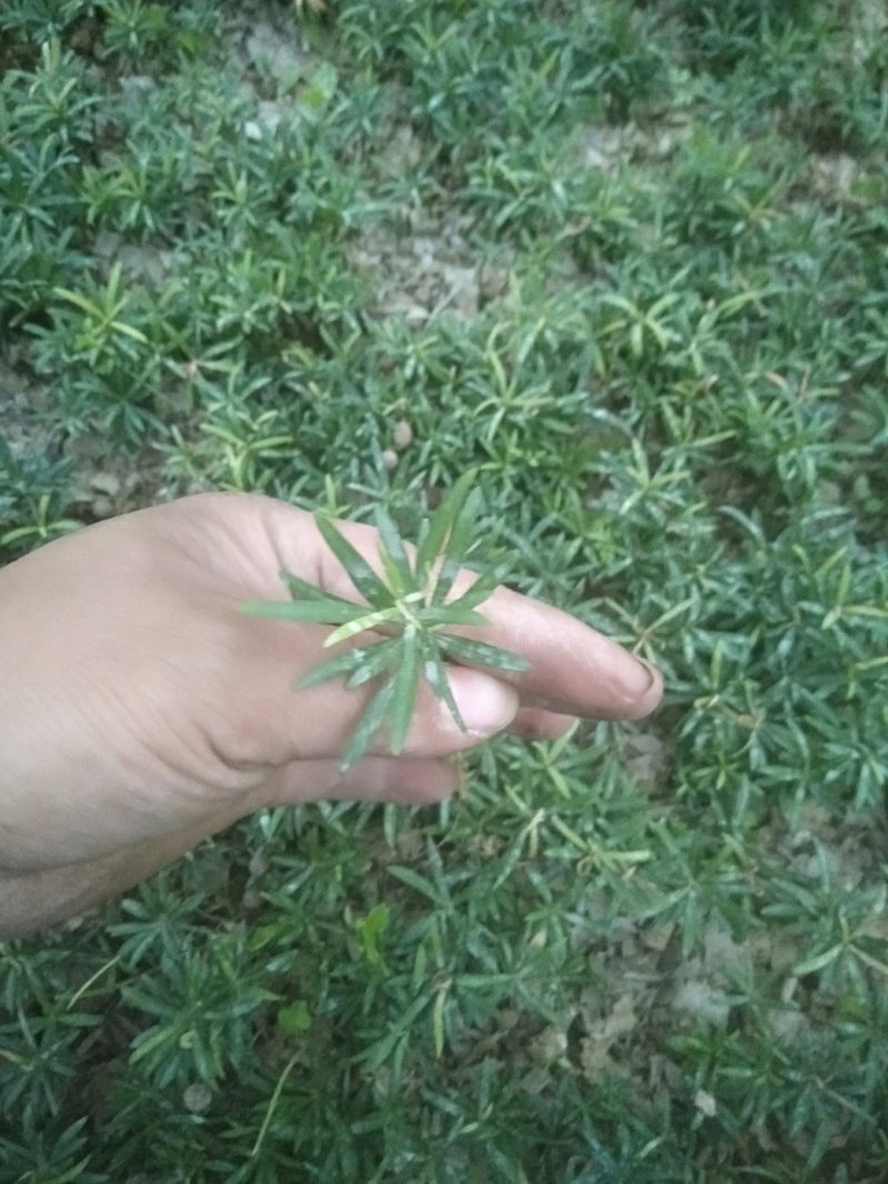 罗汉松树苗罗汉松小苗罗汉松芽苗包邮包邮包邮