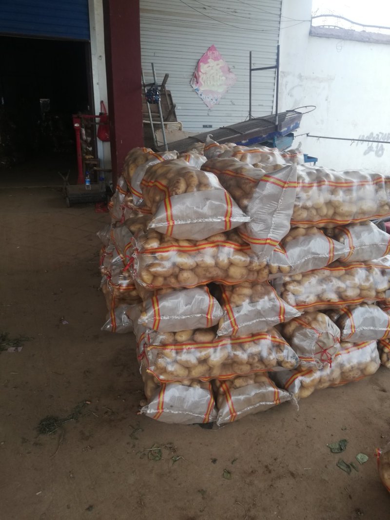 土豆荷兰十五土豆批发基地，一手货源
