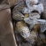 土豆荷兰十五土豆批发基地，一手货源