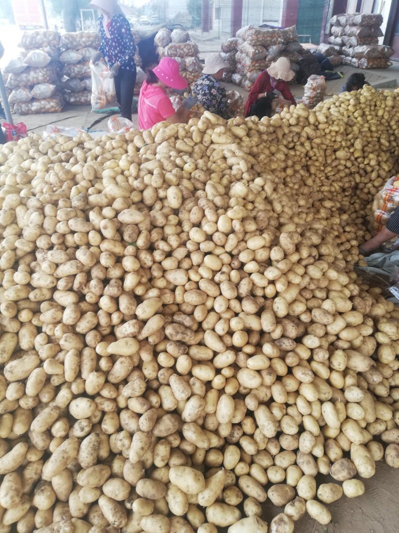 土豆荷兰十五土豆批发基地，一手货源