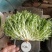 苦菊12~15cm，黄心菊花苦菊