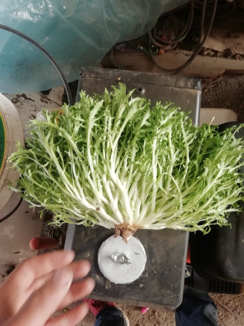 苦菊12~15cm，黄心菊花苦菊