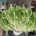 苦菊12~15cm，黄心菊花苦菊