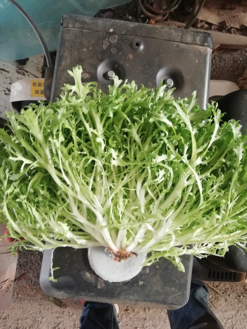 苦菊12~15cm，黄心菊花苦菊