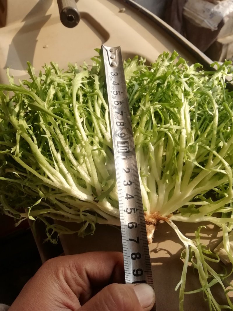苦菊12~15cm，黄心菊花苦菊