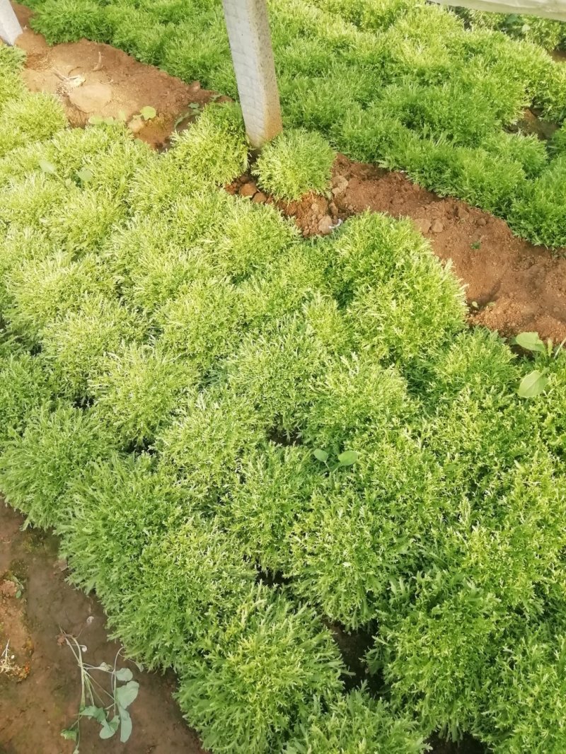 苦菊12~15cm，黄心菊花苦菊