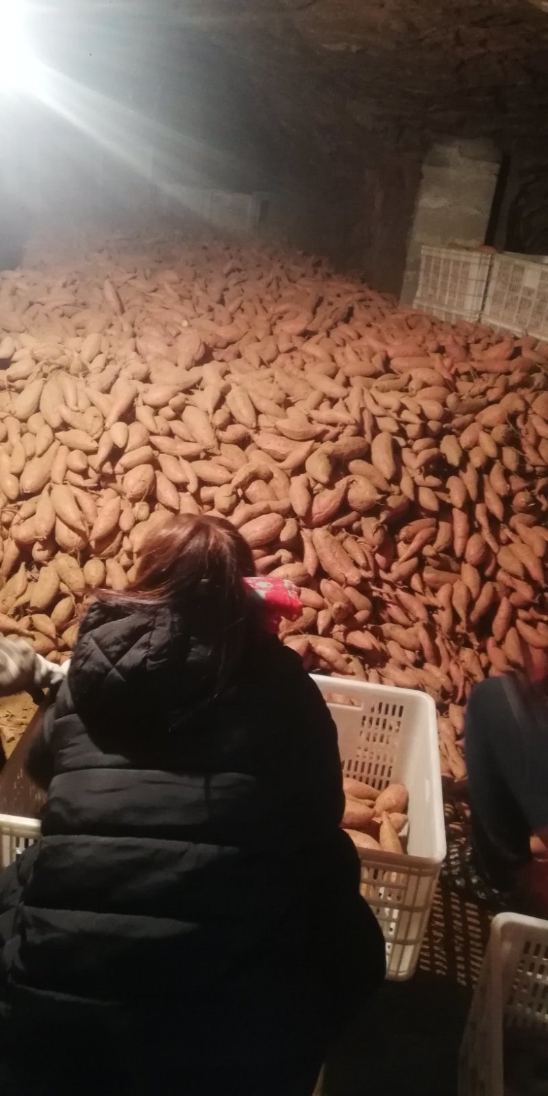 山东紫薯批发市场，基地直销批发货源充足，一手货源