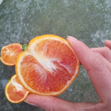 具有“玫瑰血橙”之称的塔罗科血橙