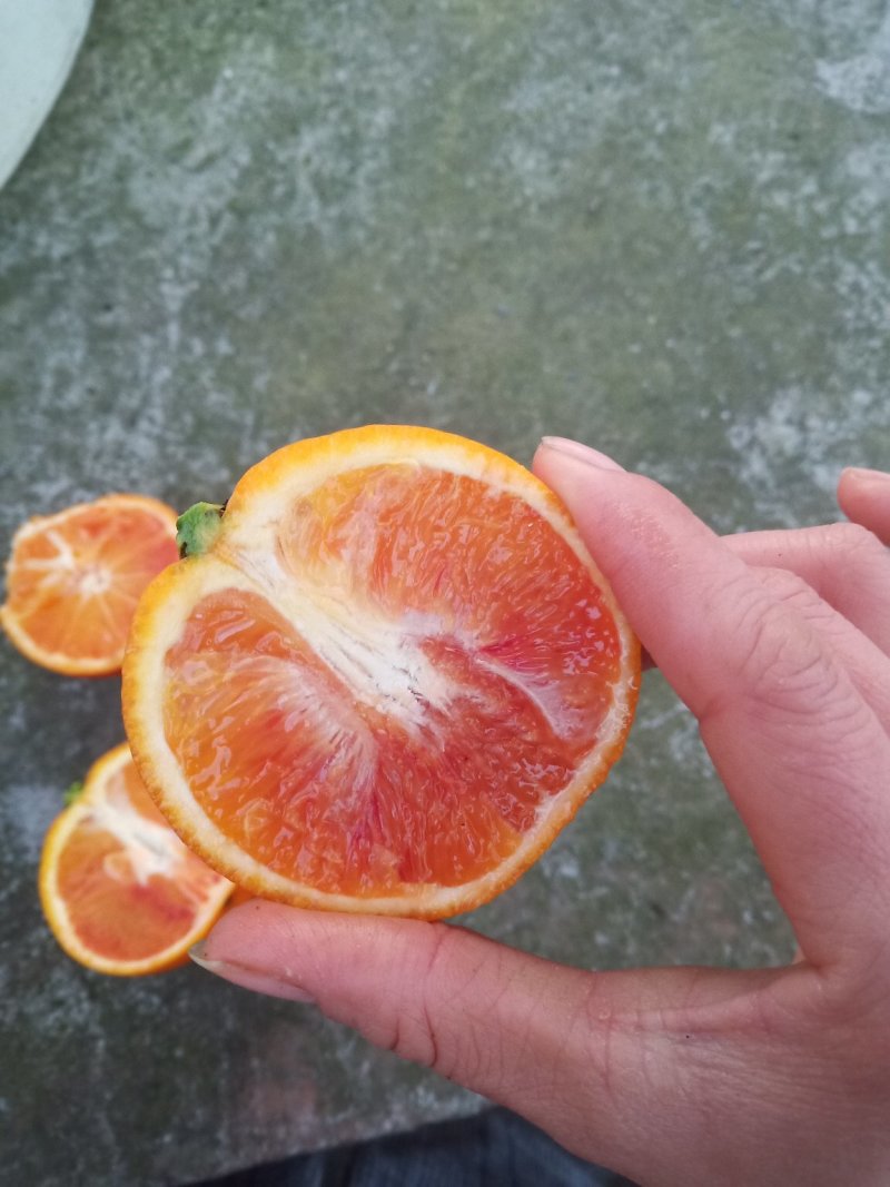 具有“玫瑰血橙”之称的塔罗科血橙
