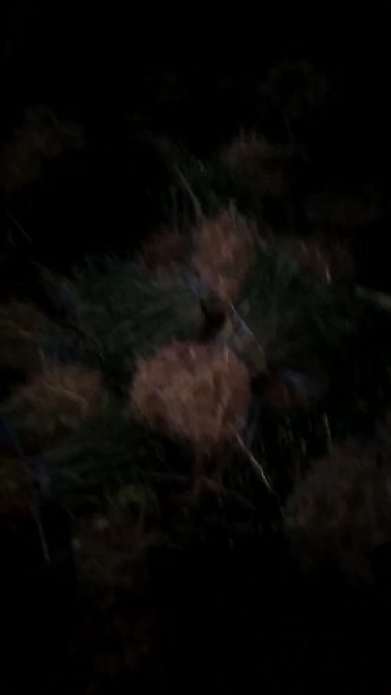 积壳苗积壳小苗广西桂林产地直销顺丰包邮