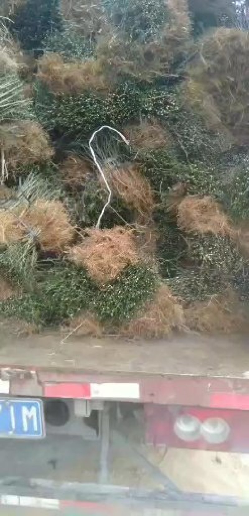 积壳苗积壳小苗广西桂林产地直销顺丰包邮