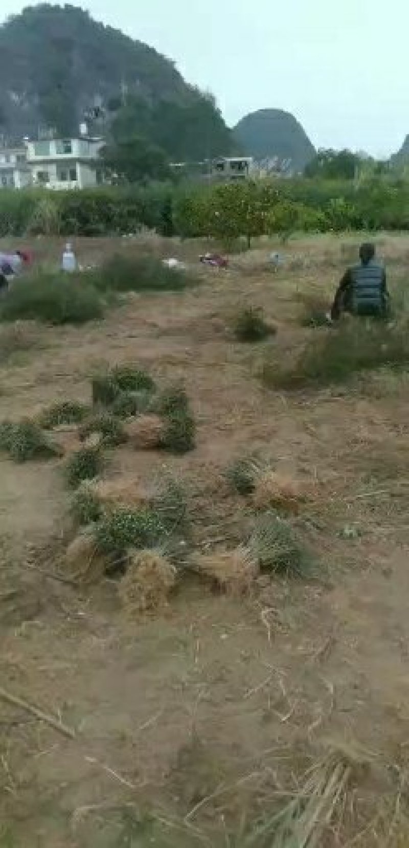积壳苗积壳小苗广西桂林产地直销顺丰包邮