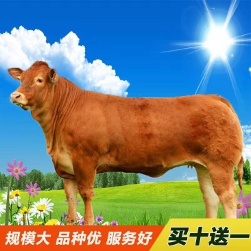 鲁西黄牛品质保证夏洛莱牛三包技术送打草机