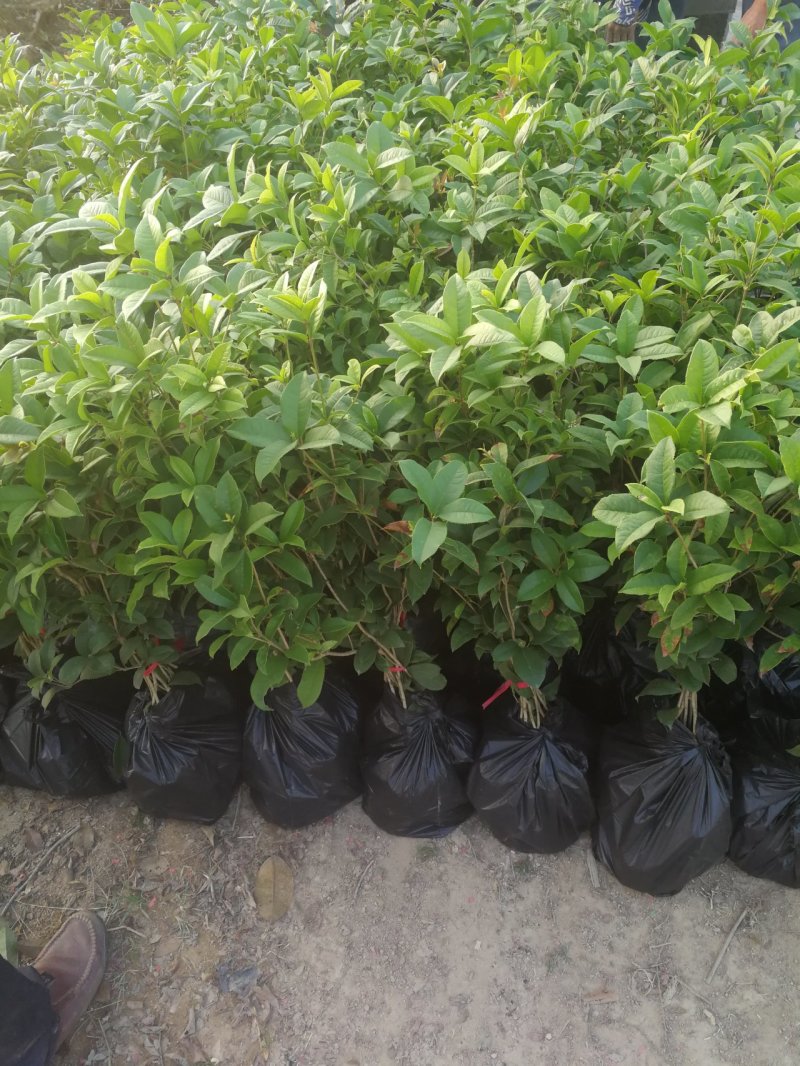 桂花,yyyidi,加我联系，各种规格桂花地苗袋苗