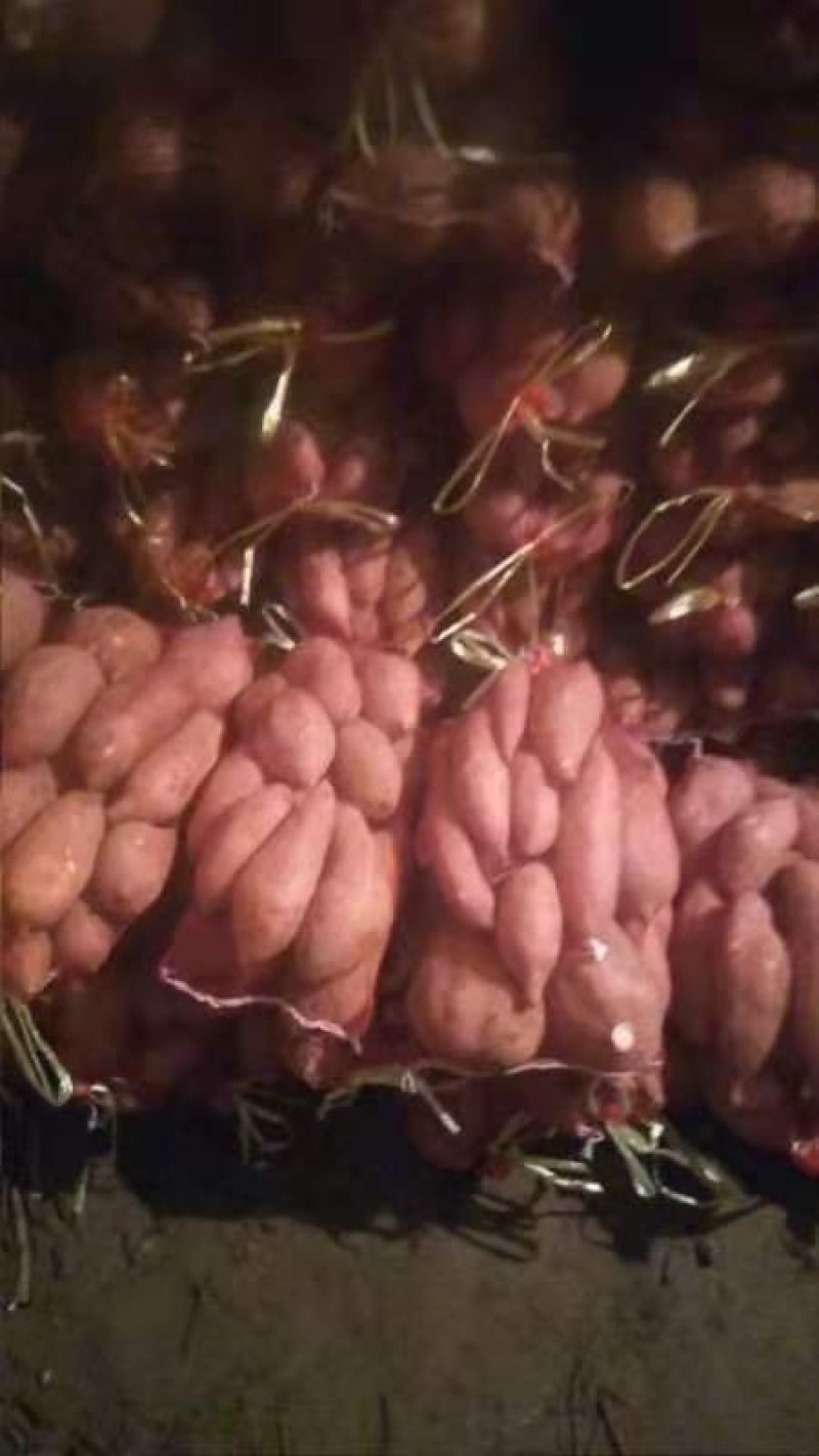 我河北龙薯九号已大量出库，次薯，精品各种规格