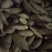 我河北龙薯九号已大量出库，次薯，精品各种规格
