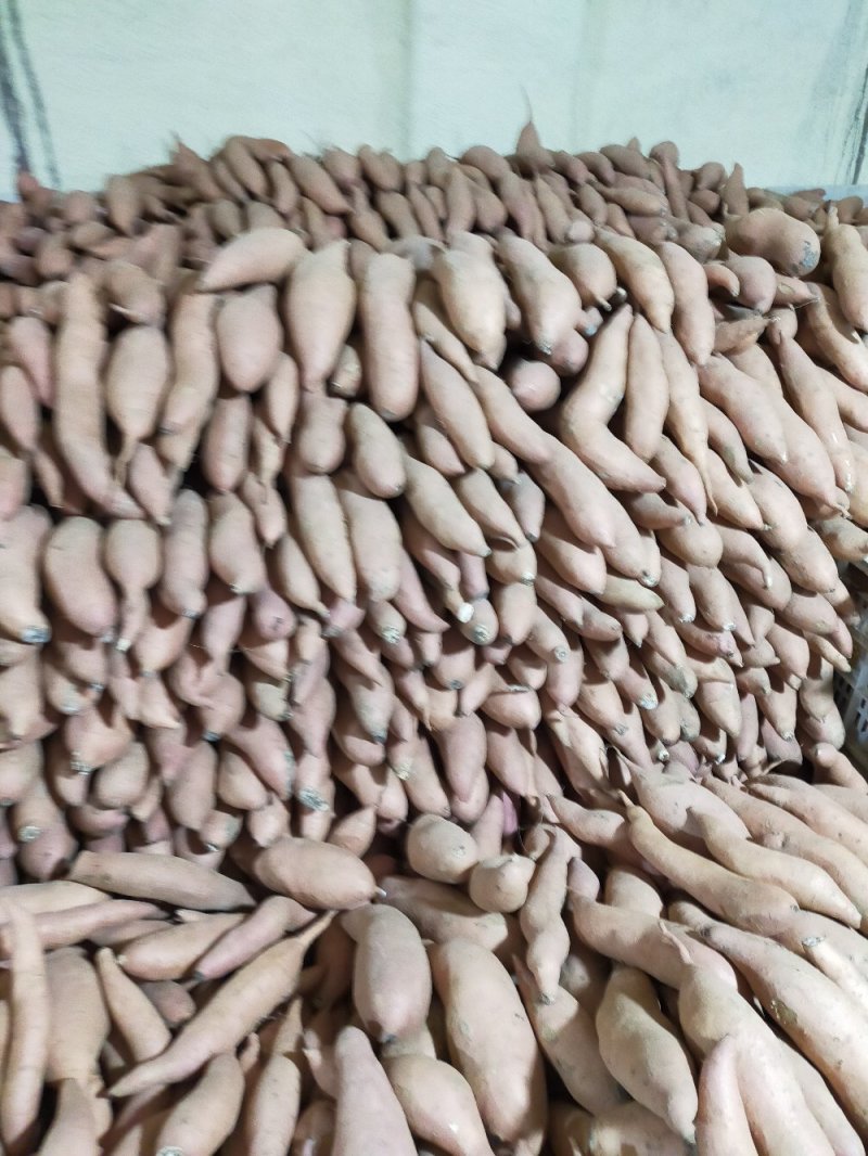 我河北龙薯九号已大量出库，次薯，精品各种规格
