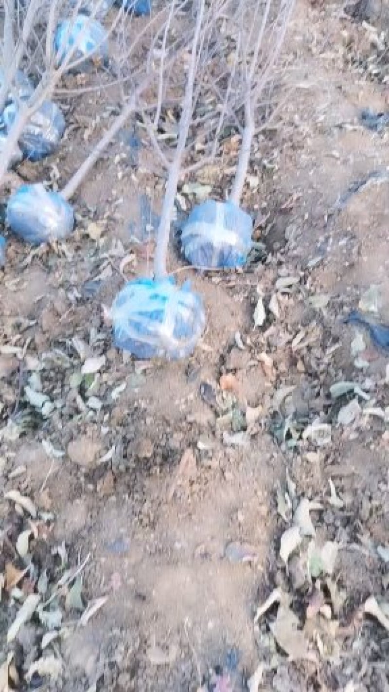 鲁丽苹果苗，成活率高，技术指导，保品种，可签合同