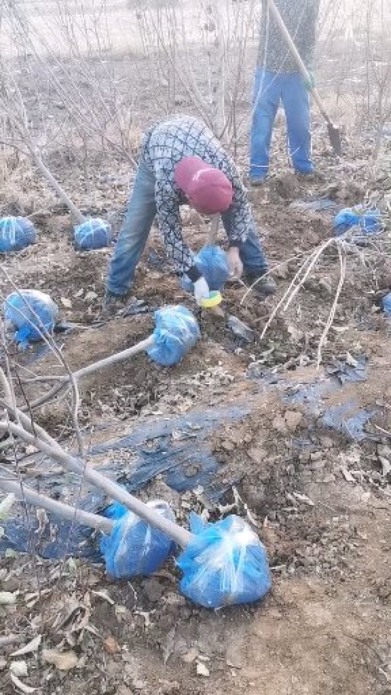 鲁丽苹果苗，成活率高，技术指导，保品种，可签合同
