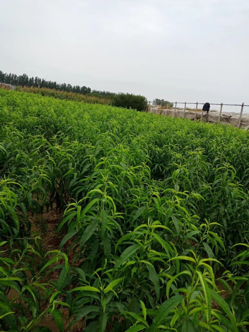 黄金蜜1号桃苗，成活率高，技术指导，保品种，可签合同
