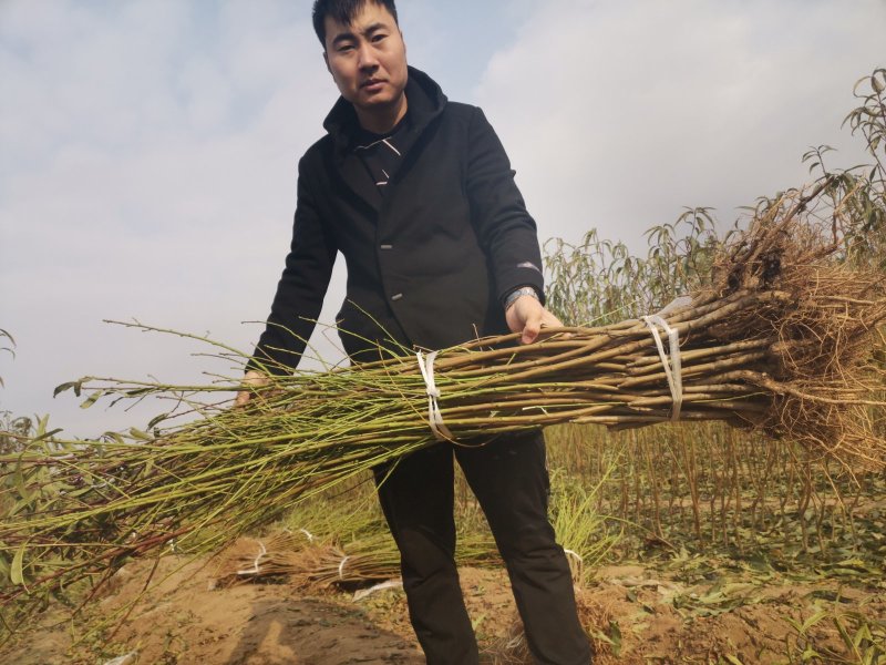九宝桃苗，成活率高，技术指导，保品种，可签合同
