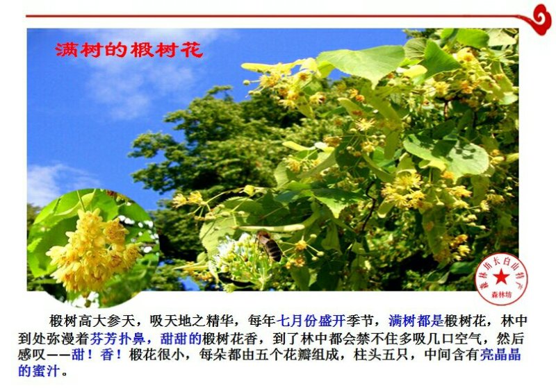 东北野树林深山蜂农**椴树蜜