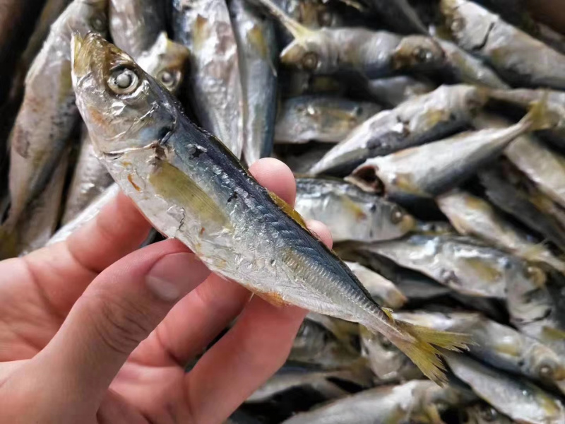 黄尾巴浪鱼干整箱批发