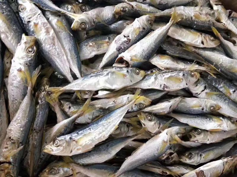 黄尾巴浪鱼干整箱批发