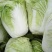 大白菜7斤以上