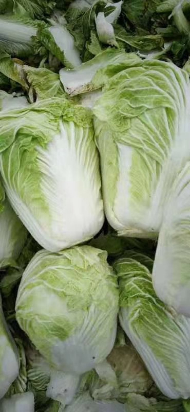 大白菜7斤以上
