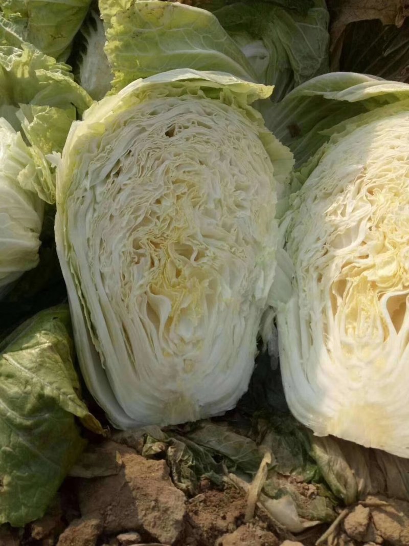 大白菜7斤以上